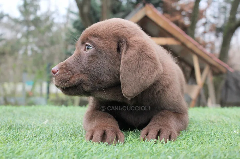 Messi, cucciolo di Labrador, in posa