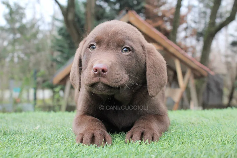 Messi, cucciolo di Labrador, in posa