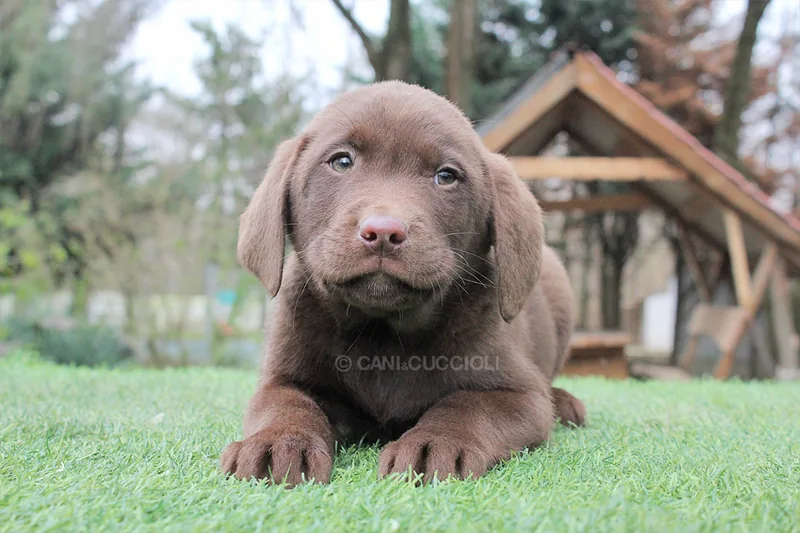 Messi, cucciolo di Labrador, in posa