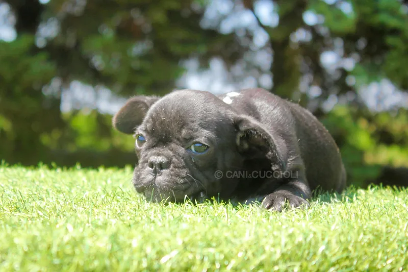 Mimy, Bulldog francese, in una seconda posa sul prato