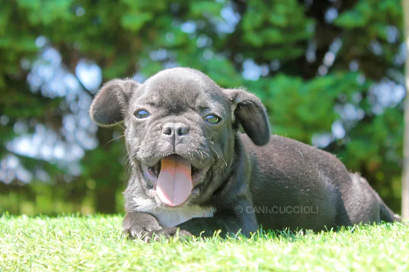 Mimy, Bulldog francese, fotografata da vicino con aria assonnata
