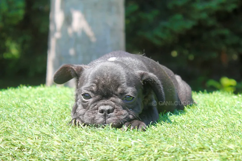 Mimy, Bulldog francese, comoda sul prato