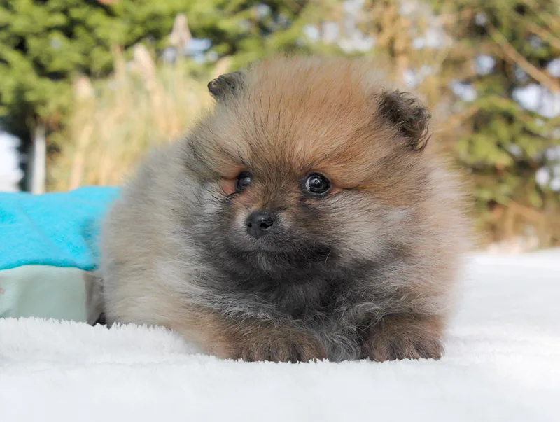 Mirtillo, cucciolo di Pomerania, in posa
