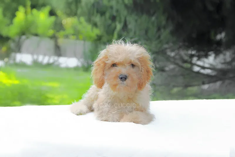 Mitzi, cucciolo di Cavapoo, in posa
