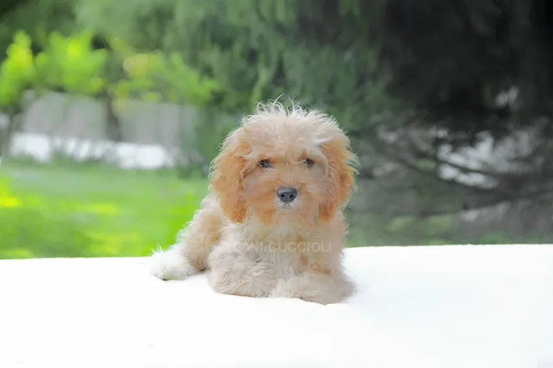 Mitzi, cucciolo di Cavapoo, in posa