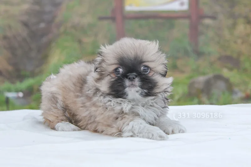 Monty, cucciolo di Pechinese, in posa