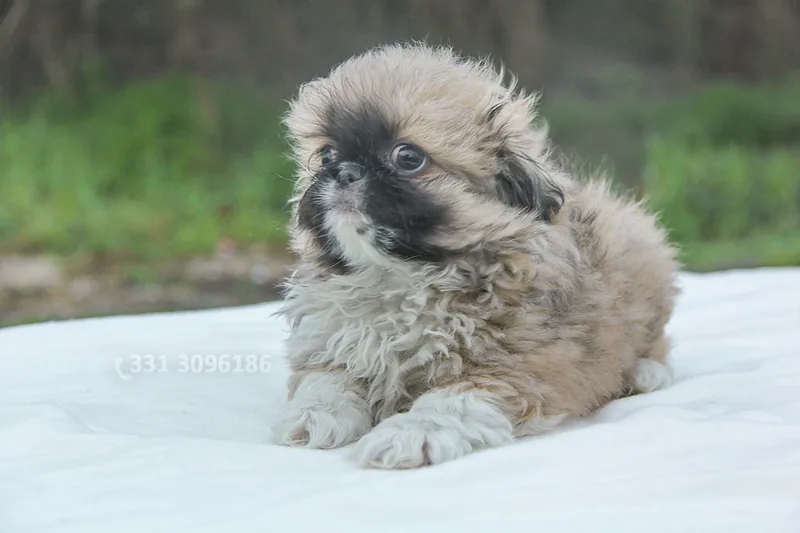 Monty, cucciolo di Pechinese, in posa
