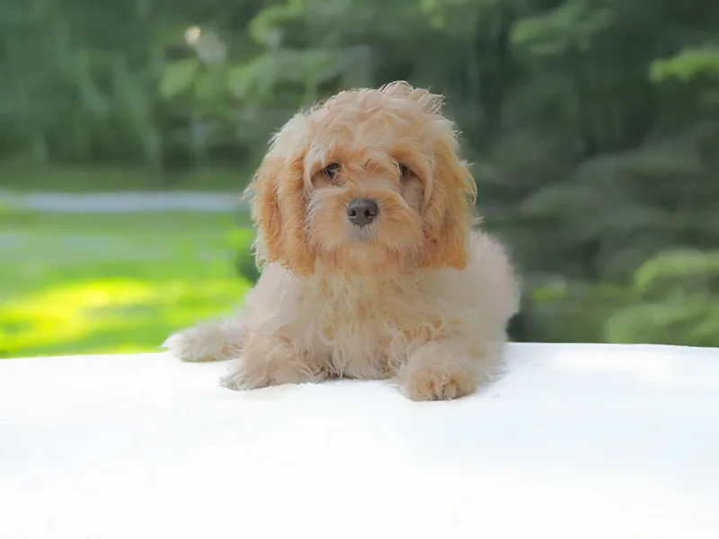 Muschi, cucciolo di Cavapoo, in posa