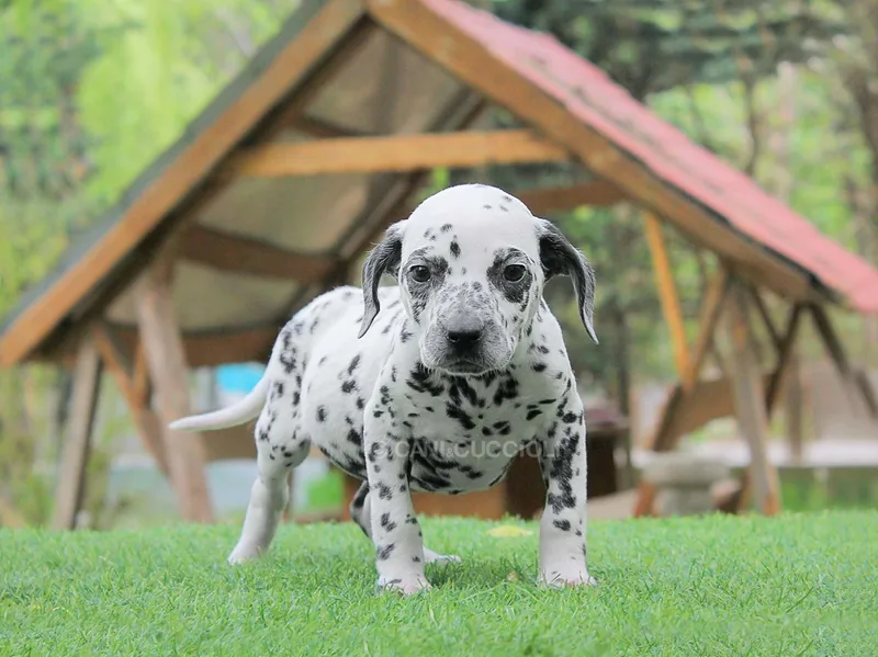 Niko, cucciolo di Dalmata, in posa