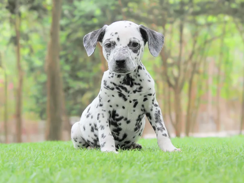 Niko, cucciolo di Dalmata, in posa
