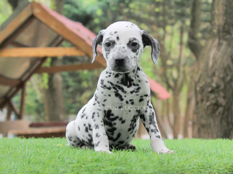 Niko, cucciolo di Dalmata, in posa