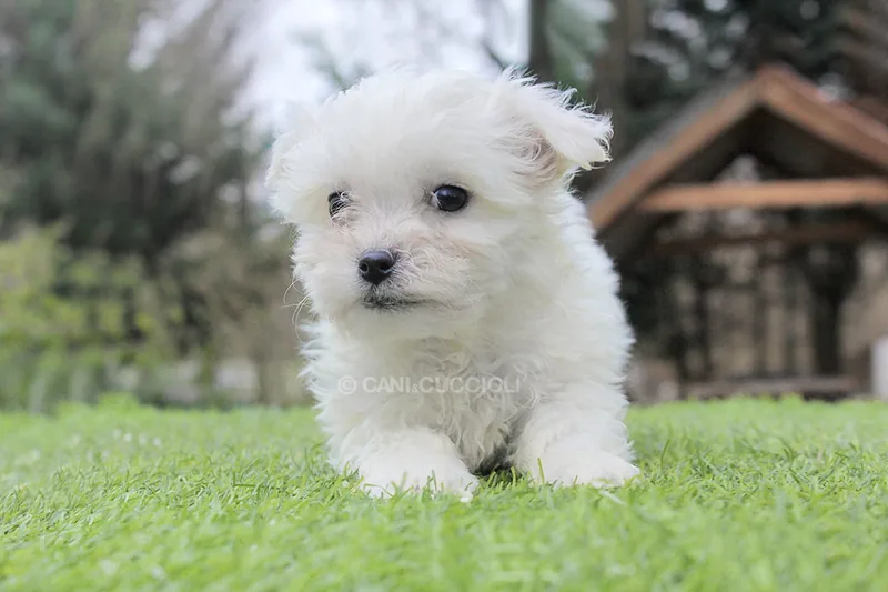 Pinco, cucciolo di Maltese, fotografato durante i primi mesi