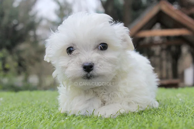 Pinco, cucciolo di Maltese in una foto dedicata alla vita da cucciolo