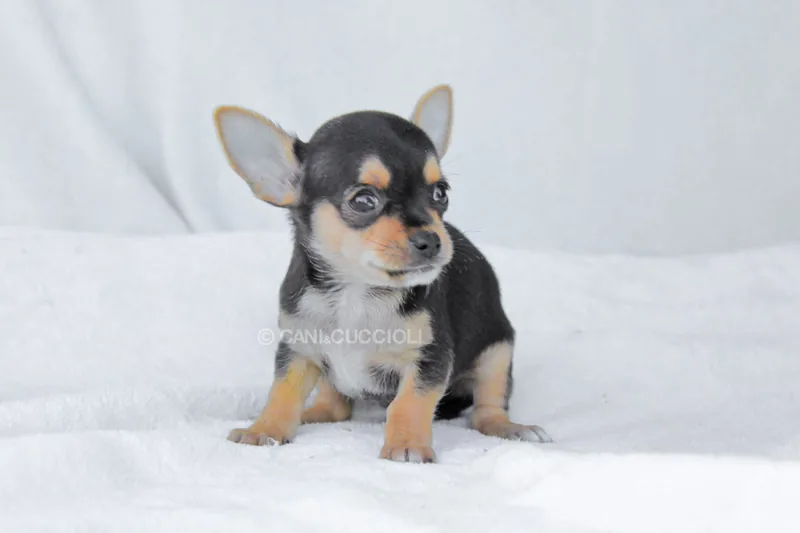 Poldino, cucciolo di Chihuahua, in posa