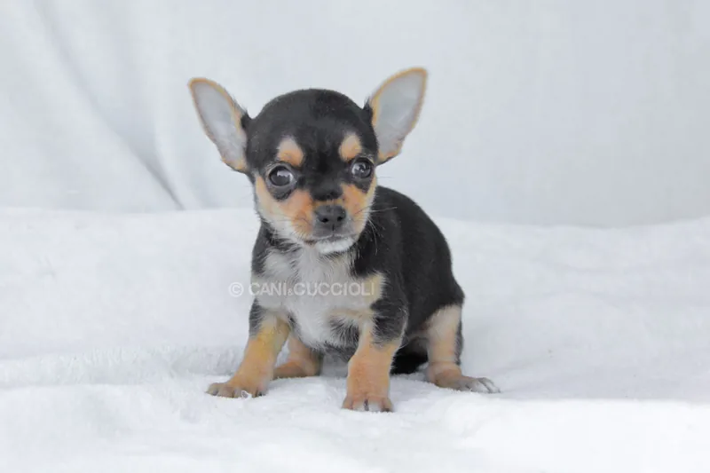Poldino, cucciolo di Chihuahua, in posa