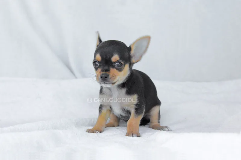 Poldino, cucciolo di Chihuahua, in posa