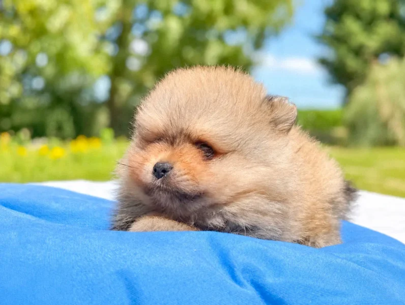 Allevamento Volpino di Pomerania