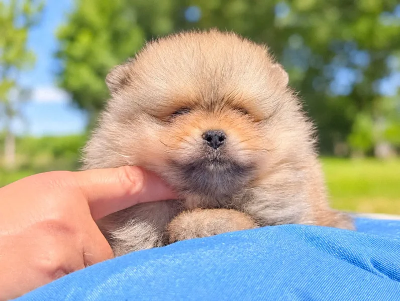 Allevamento Cuccioli Volpino di Pomerania