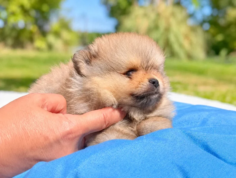 Cuccioli Volpino di Pomerania