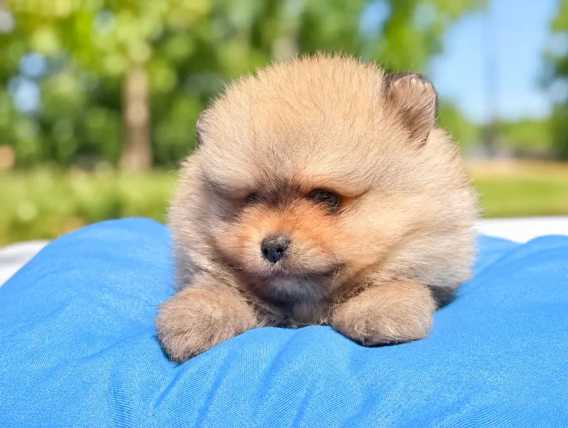 Vendita Cuccioli Volpino di Pomerania