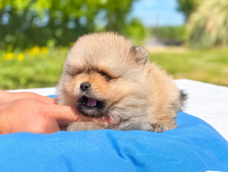 Volpino di Pomerania Cuccioli