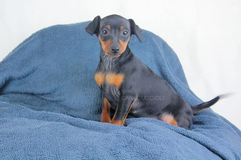 Pongo, cucciolo di Pinscher, in posa