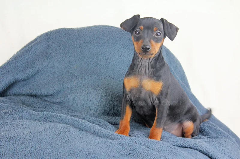 Pongo, cucciolo di Pinscher, in posa