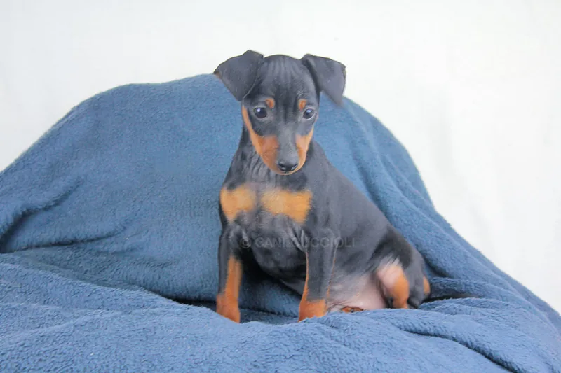 Pongo, cucciolo di Pinscher, in posa