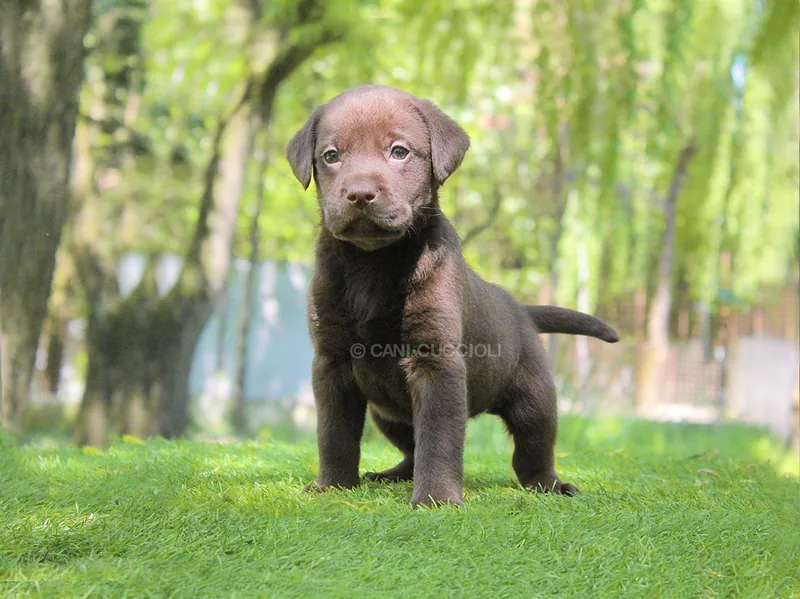 Richie, Labrador, fotografato sul prato