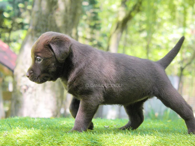 Richie, Labrador, mentre guarda di lato