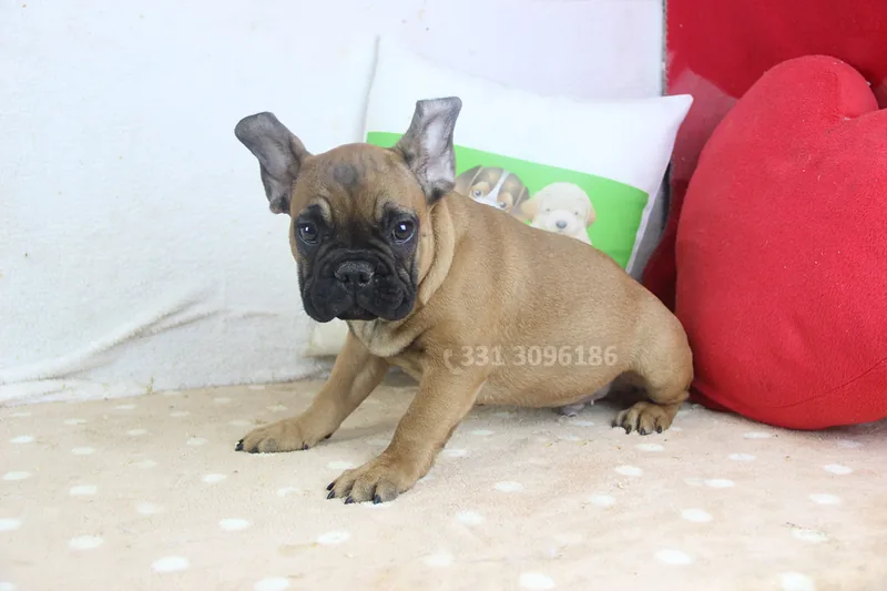 Ronco, Bulldog francese, in un’altra posa nella stessa stanza