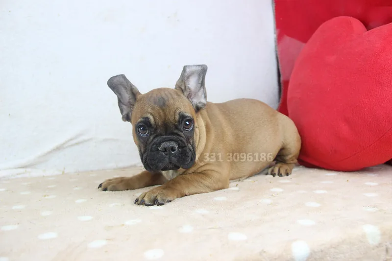 Ronco, Bulldog francese, seduto sul divano