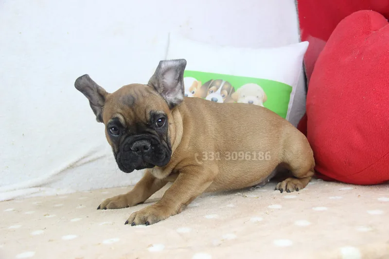 Ronco, Bulldog francese, disteso sul divano