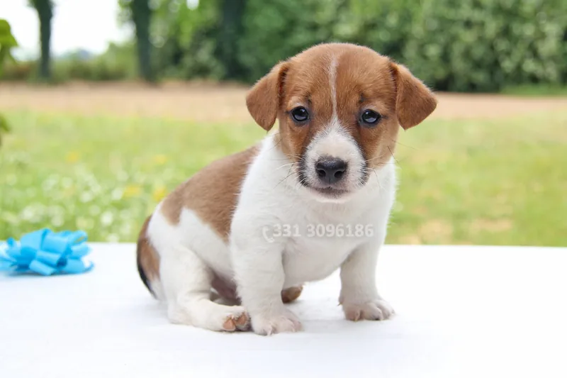 Scheggia, cucciolo di Jack Russell, in posa