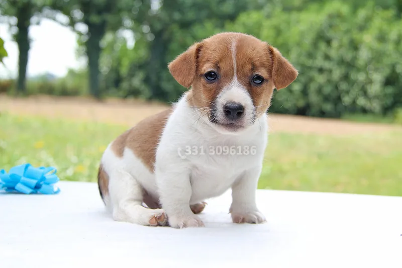 Scheggia, cucciolo di Jack Russell, in posa