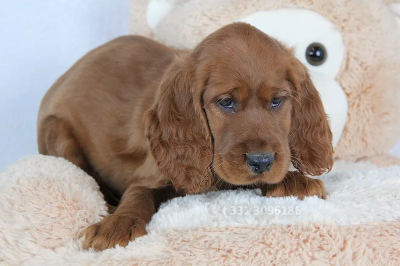 Serena, cucciolo di Setter Irlandese, in posa