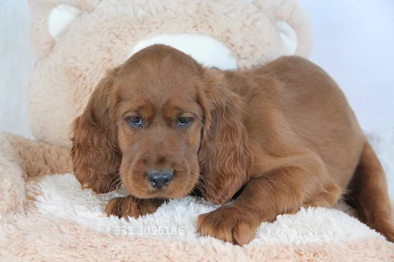 Serena, cucciolo di Setter Irlandese, in posa