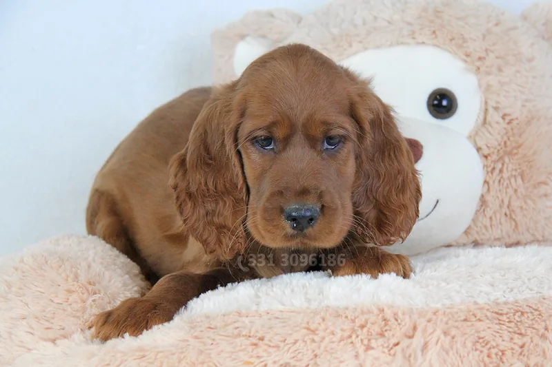 Serena, cucciolo di Setter Irlandese, in posa