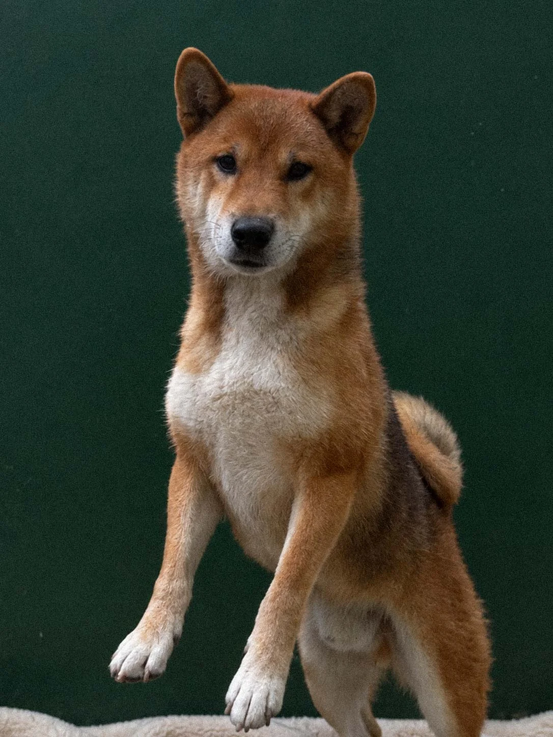 Shiba Inu, maschio di 3 anni