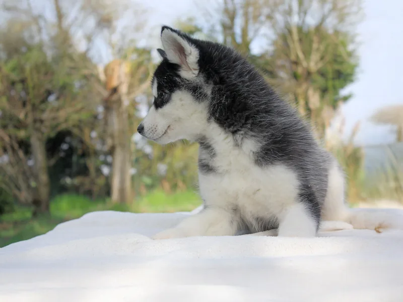 Sneya, cucciola di Husky in una foto dedicata alla vita da cucciolo
