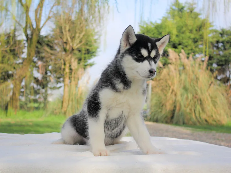 Sneya, cucciola di Husky, fotografata durante i primi mesi