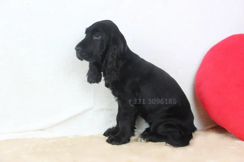 Sofia, Cocker, mentre guarda di lato