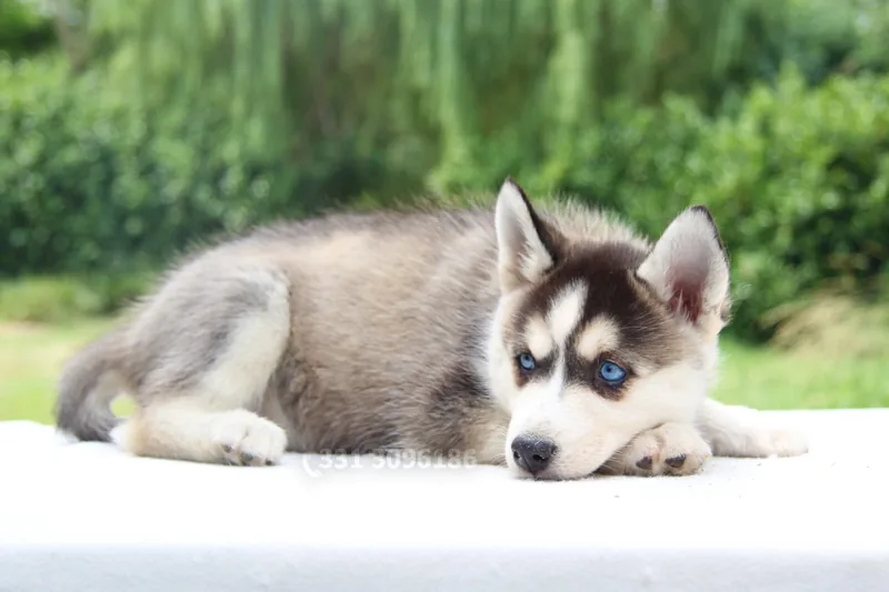 Sophie, cucciolo di Husky, in posa