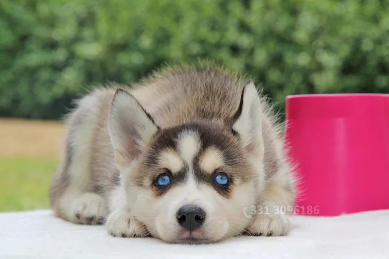 Sophie, cucciolo di Husky, in posa