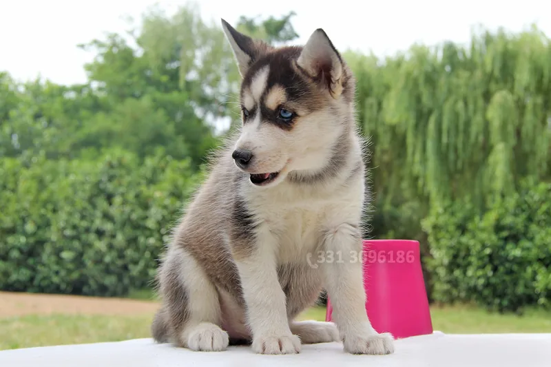 Sophie, cucciolo di Husky, in posa