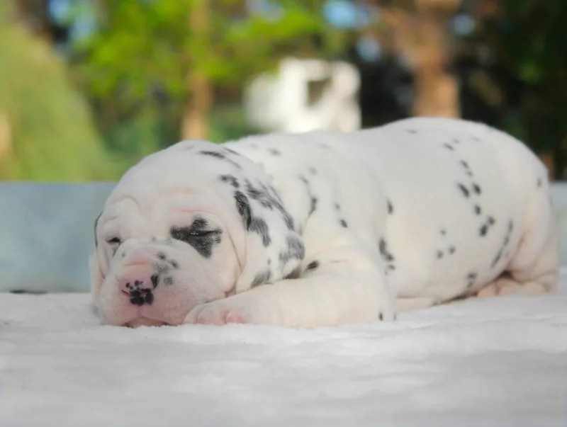 Soul, cucciolo di Dalmata, in posa