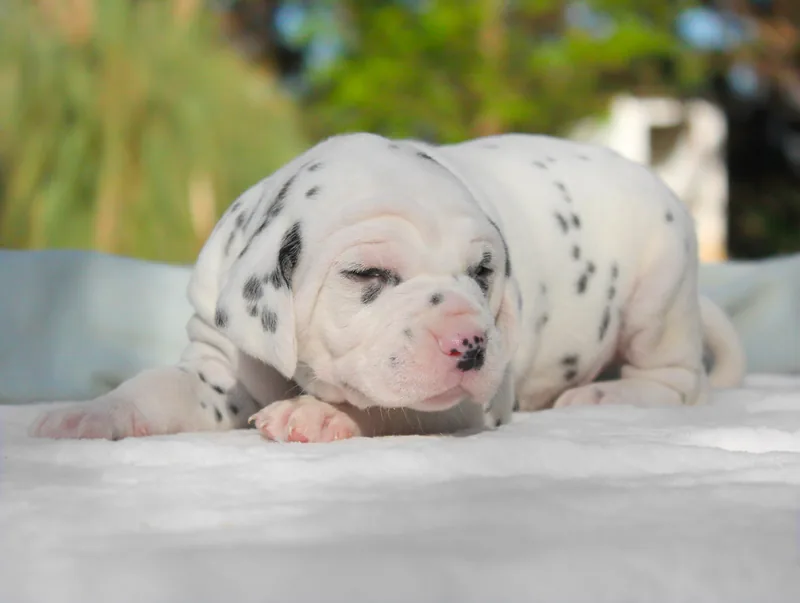 Soul, cucciolo di Dalmata, in posa