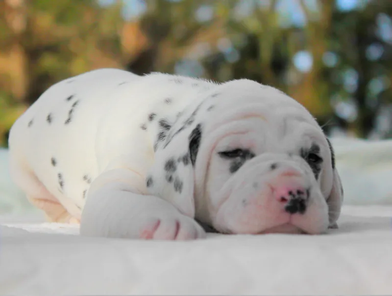 Soul, cucciolo di Dalmata, in posa