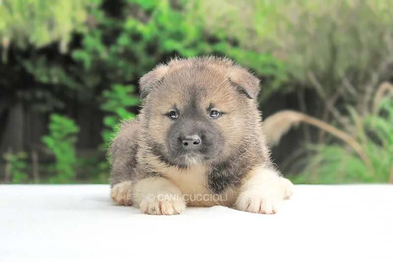 Spock, Akita, fotografato frontalmente