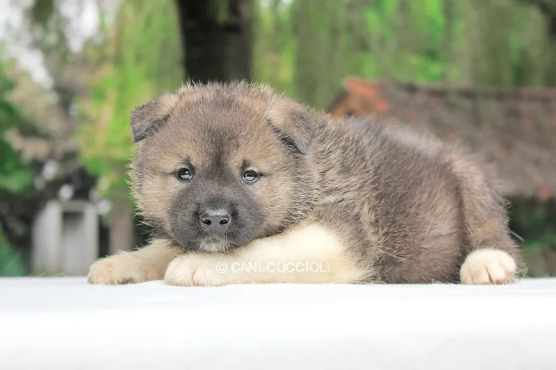 Spock, Akita, con un’espressione assonnata